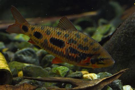 Leporinus .